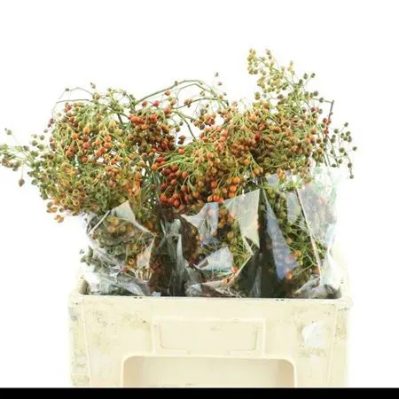 Rozenbottel Corallo 60 cm