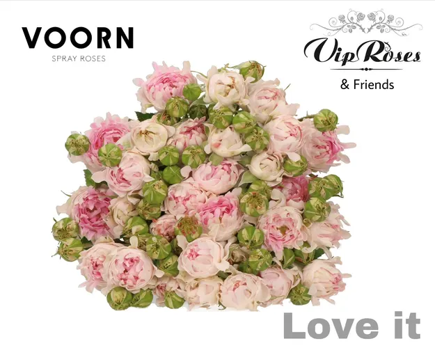 R Tr Love It 60 cm