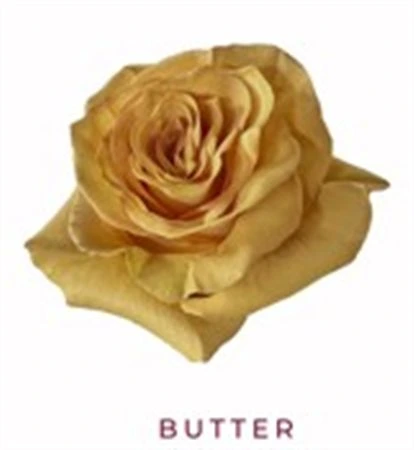 Ruža farbená Butter, Ekvádor 50 cm