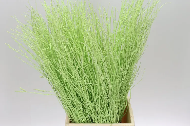 Berk Mint 70 cm