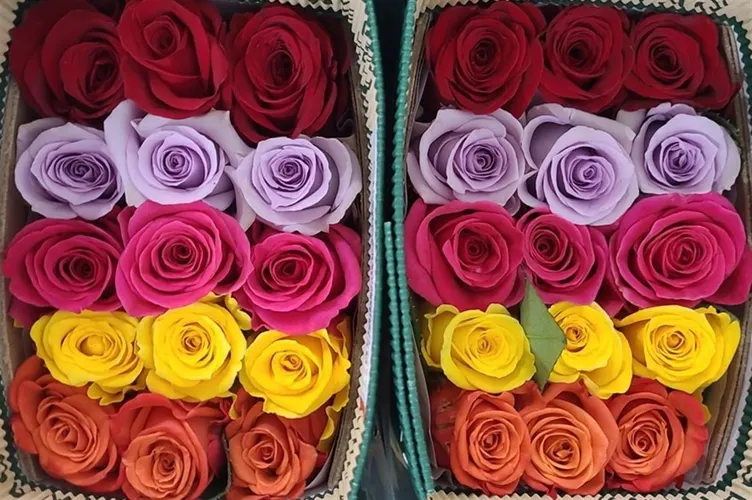 Rosa Gr Ec Online Bright Color 50 cm