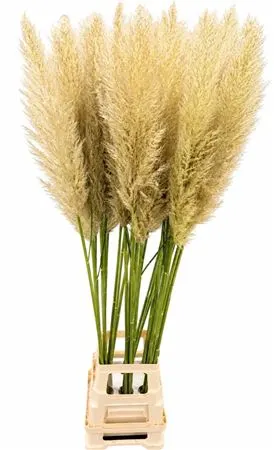 Cortaderia 130 cm