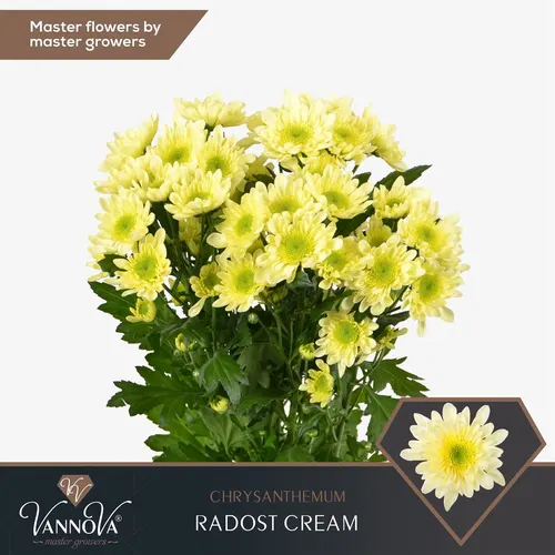 Chr T Radost Cream 70 cm