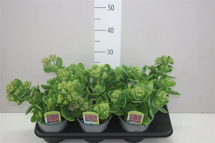 Sedum Telephium črepník 15 cm