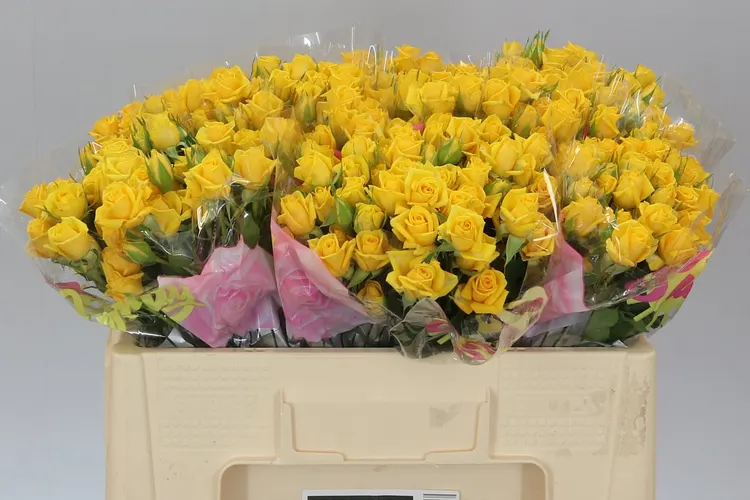 Rosa Tr Mariah 50 cm