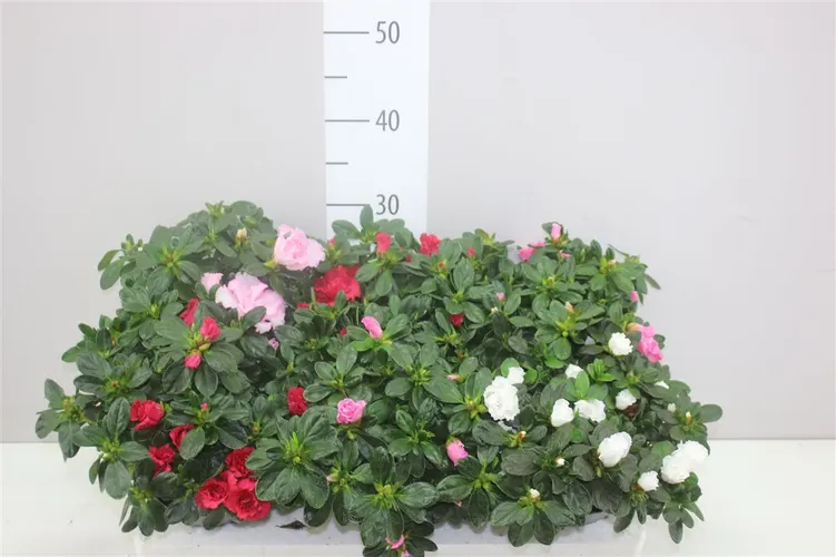 Azalka mix črepník 13 cm