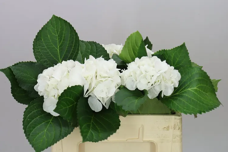 Hyd Schneeball 50 cm