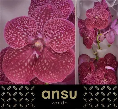 Orchidea Vanda Crimson Love 25 cm
