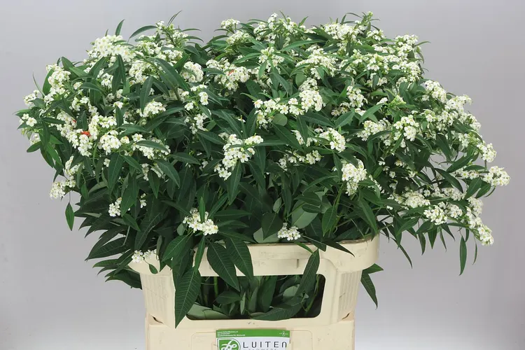 Euphorbia F T Quicksilver 80 cm