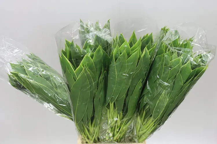 Dracaena Green 60 cm