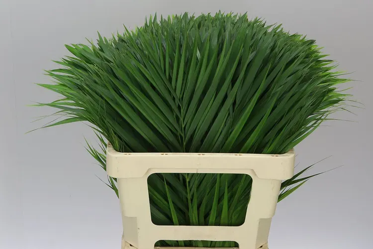Kentia Palm By The Stem L6 60 cm
