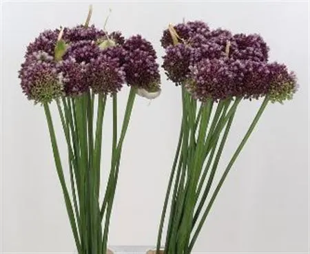 Allium Purple Mystery 70 cm