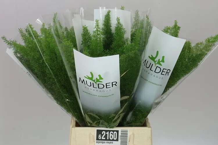 Asparagus Meyers 50 cm