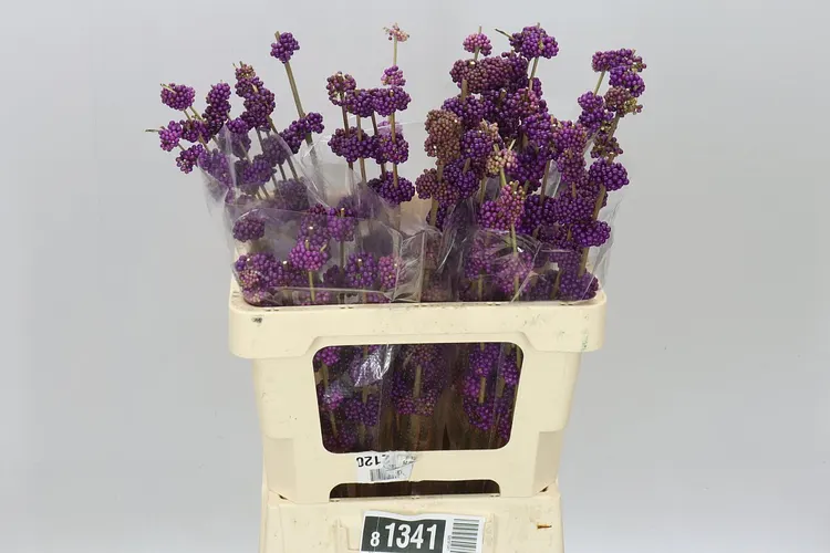 Callicarpa Gira 60 cm