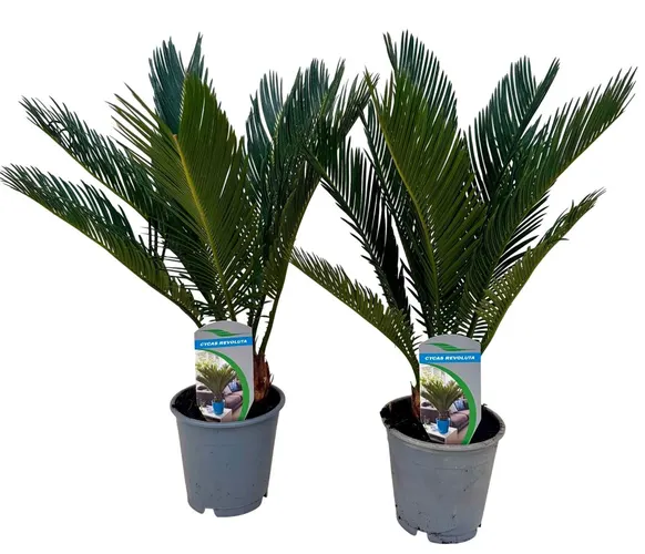 Cycas Revoluta 8+ A2 črepník 12 cm
