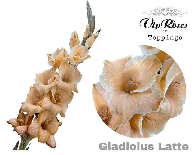 Glad Gr Latte 110 cm