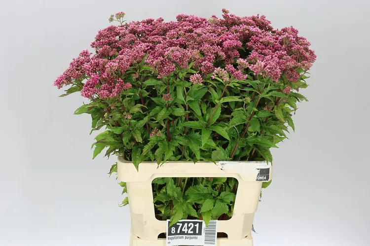 Eupatorium Purpureum 70 cm