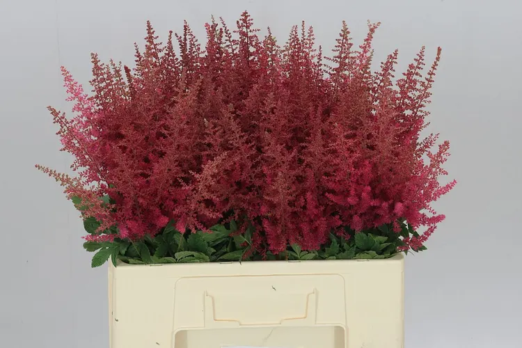 Astilbe Else Schluck 60 cm