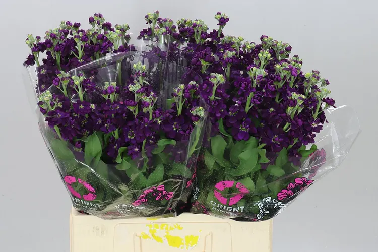 Matthiola a Tanacetum (hlavný sklad)