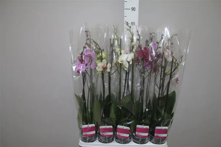 Phal Mix 3 Tak črepník 12 cm