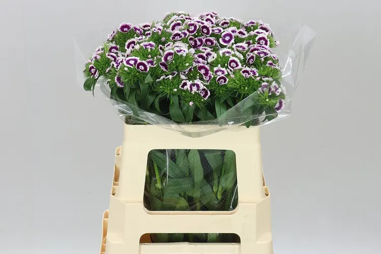Di Barb Bicolor 55 cm
