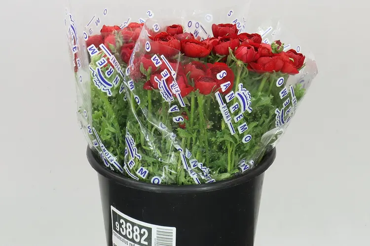 Iskerník Red 40 cm