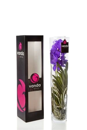 Orchidea Vanda Blue v skle Lisanne 70cm