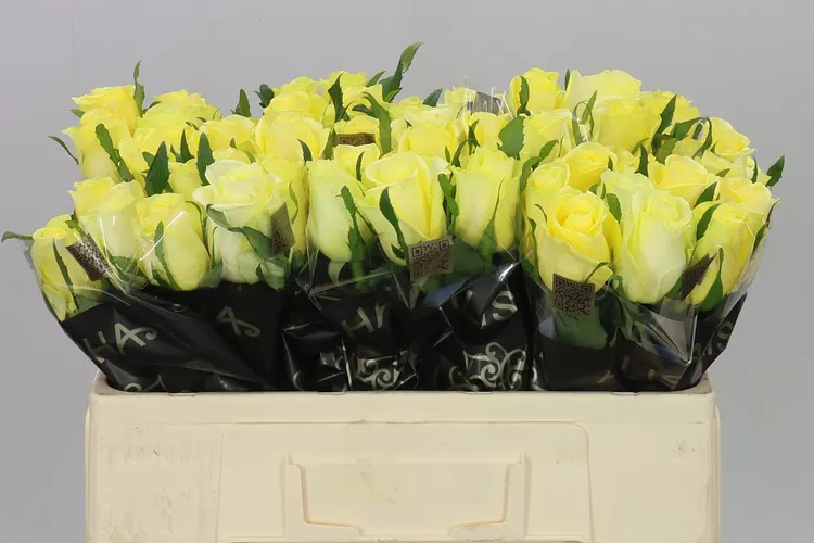 Rosa Gr Lemon Strike 50 cm