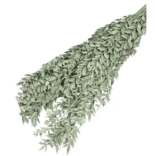Sušený kvet Ruscus dvojfarebná 65 cm