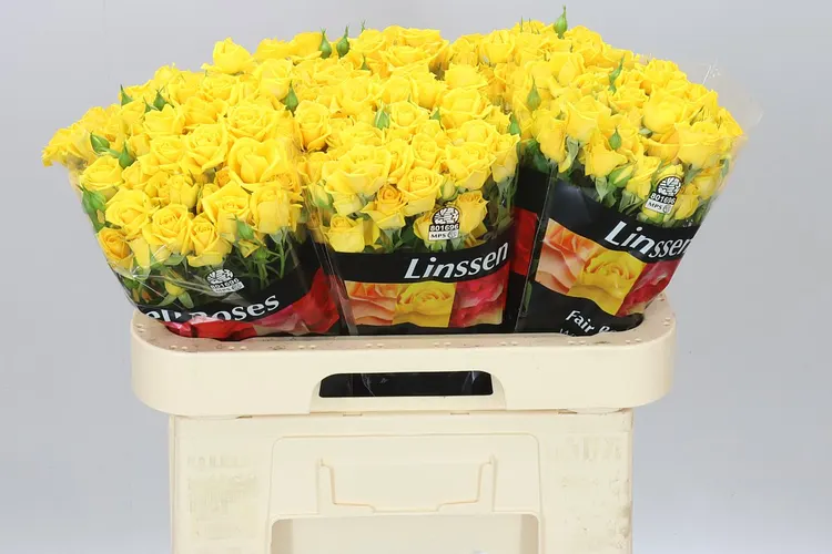 Rosa Tr Mariah 60 cm