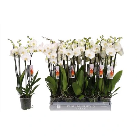 Orchidea Phalaenopsis biela, 4 výhony črepník 12 cm