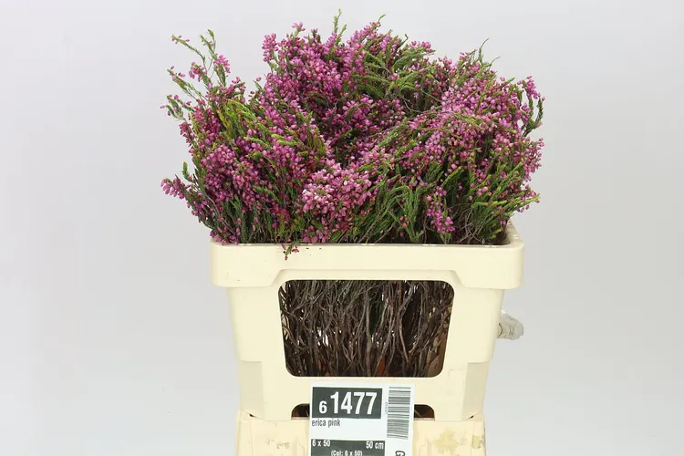 Vresovec Pink 50 cm