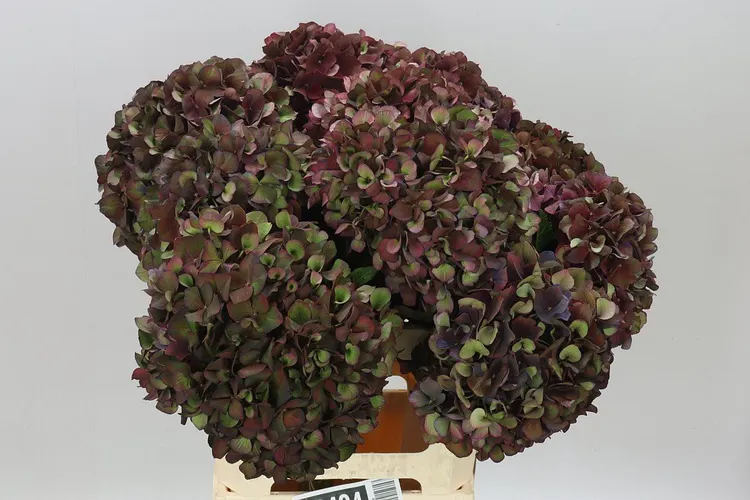 Hyd Ruby Aubergine Classic 60 cm