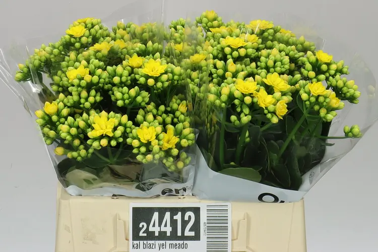 Kalanchoe Blazi Yel Meadow 40 cm