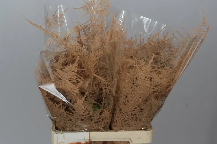 Asparagus Extra Veren Apricot 65 cm