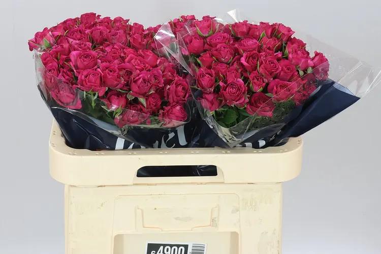Rosa Tr Cheyenne X5 60 cm