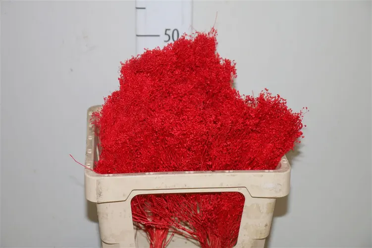 Dried Brooms Red Bunch 50 cm