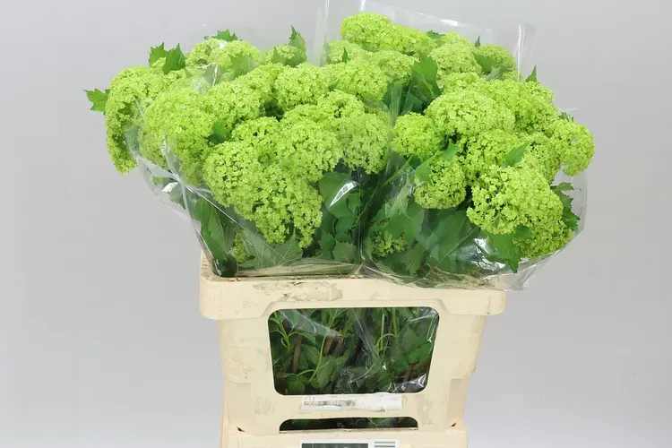 Viburnum Roseum 60 cm