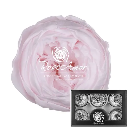 Stabilizovaná záhradná ruža Niki XL ⌀ 6 cm, ružová PIN89