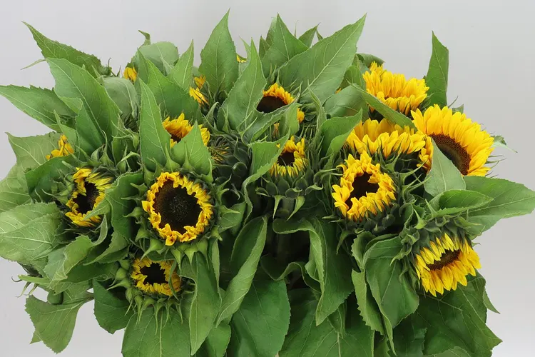 Helianthus A Sun Orange 65 cm