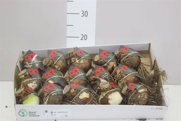Amarylis Bol červený 30cm