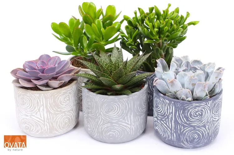 Succulenten Gemengd In Toledo črepník 14 cm