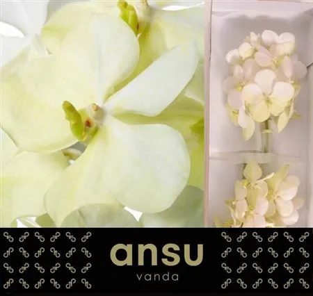 Vanda Tayanee White X25
