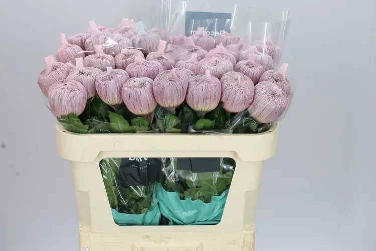 Chr G Couture 70 cm
