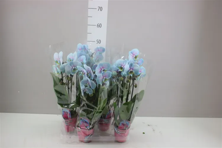 Phal Midi Cascade Wonder Of Nature 2 Tak črepník 9 cm