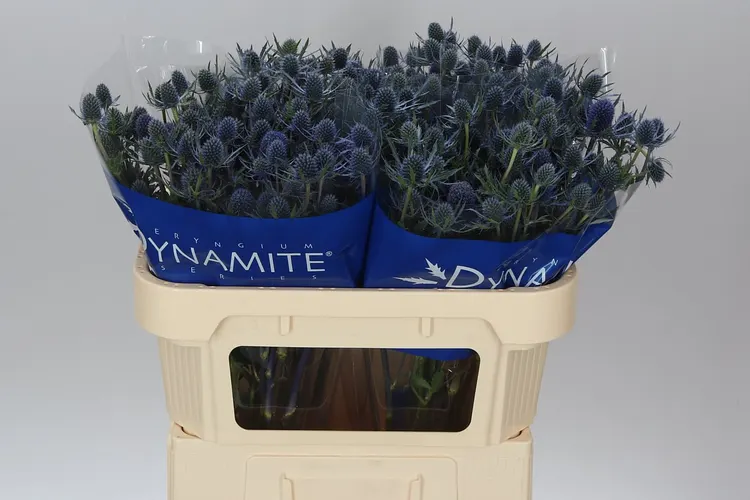 Eryngium Blue Dynamite 70 cm