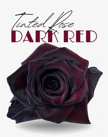 Ruža farbená Dark Red, Ekvádor 50 cm