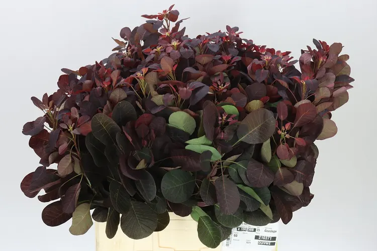Cotinus Blad 60 cm