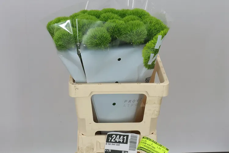 Klinček bradatý Kiwi Cool 60 cm