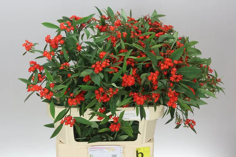 Euphorbia F T Red Surprise 80 cm